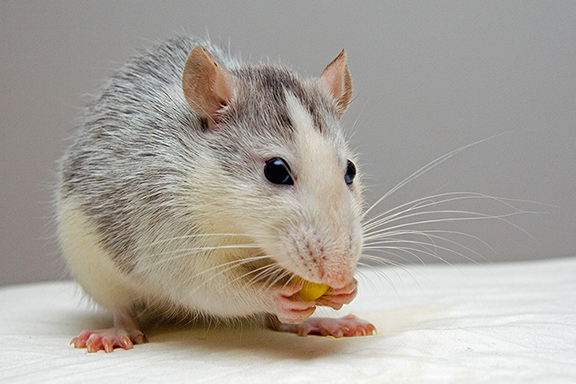 Maus mit Futter